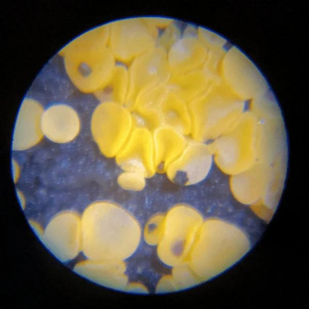 Julindie 60-200x PedSTEM Pocket Microscope